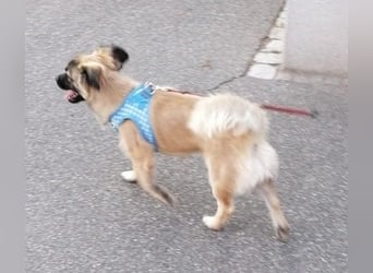 Kleiner Benny sucht neues Zuhause - sein Herrchen ist schwer krank