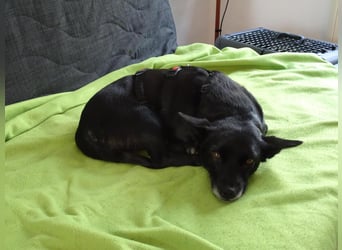 GLINDA - bezaubernde, kleine Hündin sucht Kuschelpartner