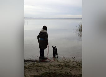 GLINDA - bezaubernde, kleine Hündin sucht Kuschelpartner