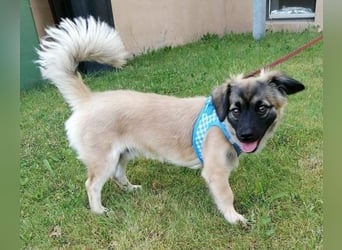 Kleiner Benny sucht neues Zuhause - sein Herrchen ist schwer krank
