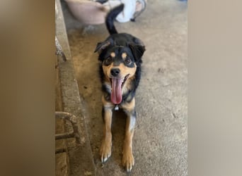 Dio, geb. ca. 01/2025, lebt in GRIECHENLAND, auf einer privaten Pflegestelle