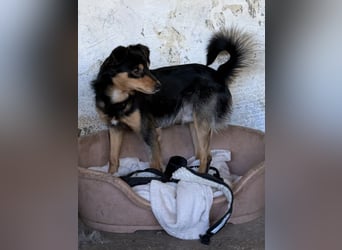 Dio, geb. ca. 01/2025, lebt in GRIECHENLAND, auf einer privaten Pflegestelle