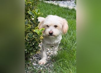 Malteser-Mix-Hündin Natasa - wurde entsorgt wie Müll
