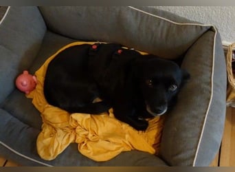 GLINDA - bezaubernde, kleine Hündin sucht Kuschelpartner