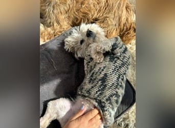 Kim & Klaus gibt’s nur im Doppelpack