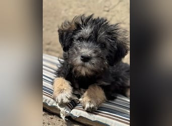 Tierschutz: Über Little Jonny – flauschiges Hundekind sucht Zuhause