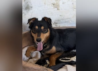 Dio, geb. ca. 01/2025, lebt in GRIECHENLAND, auf einer privaten Pflegestelle