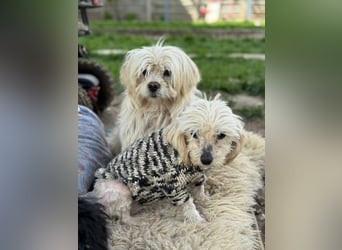 Kim & Klaus gibt’s nur im Doppelpack