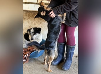 Dio, geb. ca. 01/2025, lebt in GRIECHENLAND, auf einer privaten Pflegestelle