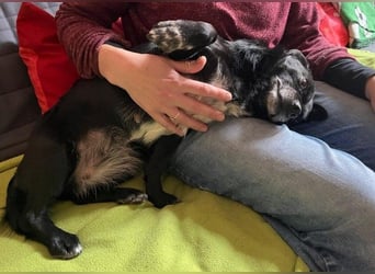 GLINDA - bezaubernde, kleine Hündin sucht Kuschelpartner