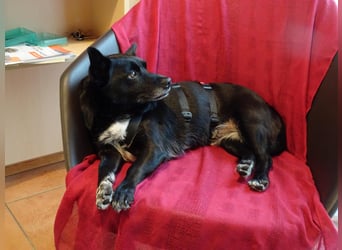 GLINDA - bezaubernde, kleine Hündin sucht Kuschelpartner