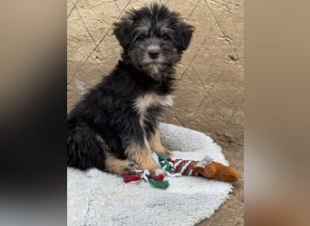 Tierschutz: Über Little Jonny – flauschiges Hundekind sucht Zuhause