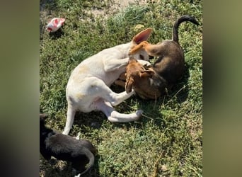 Fröhliches Hundekind Jessie - wurde einfach ausgesetzt