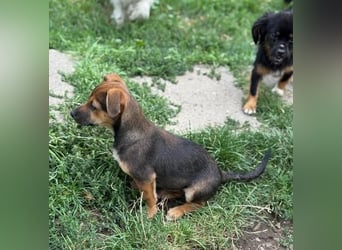 Fröhliches Hundekind Jessie - wurde einfach ausgesetzt