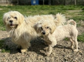 Kim & Klaus gibt’s nur im Doppelpack