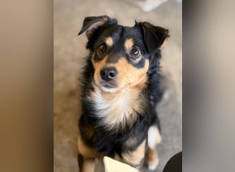 Dio, geb. ca. 01/2025, lebt in GRIECHENLAND, auf einer privaten Pflegestelle