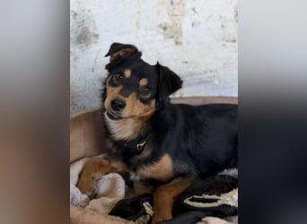 Dio, geb. ca. 01/2025, lebt in GRIECHENLAND, auf einer privaten Pflegestelle