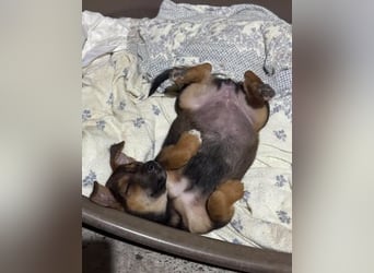 Fröhliches Hundekind Jessie - wurde einfach ausgesetzt