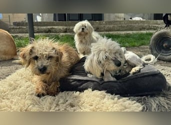 Kim & Klaus gibt’s nur im Doppelpack