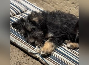 Tierschutz: Über Little Jonny – flauschiges Hundekind sucht Zuhause