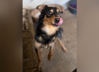 Dio, geb. ca. 01/2025, lebt in GRIECHENLAND, auf einer privaten Pflegestelle