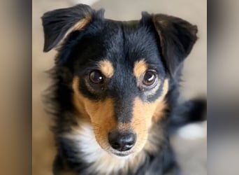 Dio, geb. ca. 01/2025, lebt in GRIECHENLAND, auf einer privaten Pflegestelle