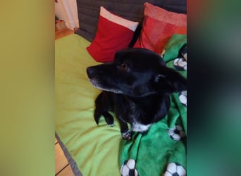 GLINDA - bezaubernde, kleine Hündin sucht Kuschelpartner