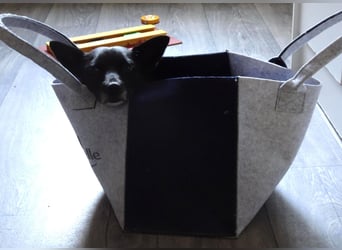 GLINDA - bezaubernde, kleine Hündin sucht Kuschelpartner