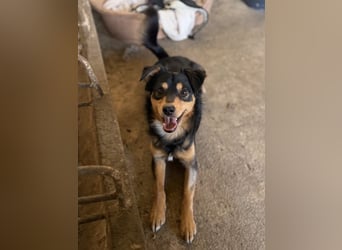 Dio, geb. ca. 01/2025, lebt in GRIECHENLAND, auf einer privaten Pflegestelle