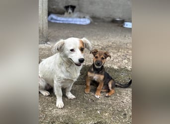 Fröhliches Hundekind Jessie - wurde einfach ausgesetzt
