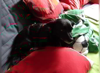 GLINDA - bezaubernde, kleine Hündin sucht Kuschelpartner