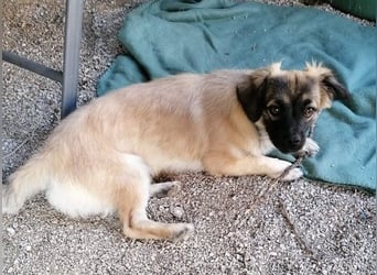 Kleiner Benny sucht neues Zuhause - sein Herrchen ist schwer krank