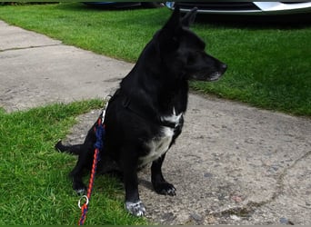 GLINDA - bezaubernde, kleine Hündin sucht Kuschelpartner