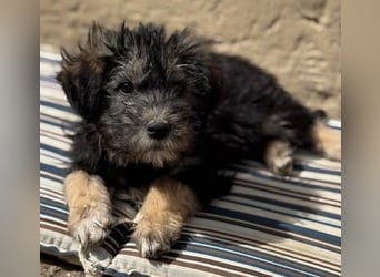 Tierschutz: Über Little Jonny – flauschiges Hundekind sucht Zuhause