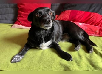 GLINDA - bezaubernde, kleine Hündin sucht Kuschelpartner