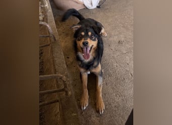 Dio, geb. ca. 01/2025, lebt in GRIECHENLAND, auf einer privaten Pflegestelle