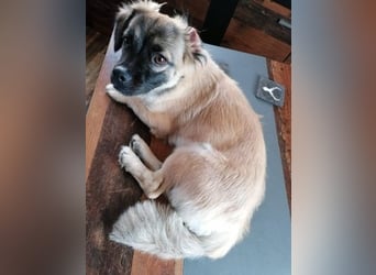 Kleiner Benny sucht neues Zuhause - sein Herrchen ist schwer krank