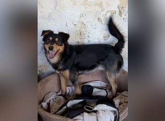 Dio, geb. ca. 01/2025, lebt in GRIECHENLAND, auf einer privaten Pflegestelle