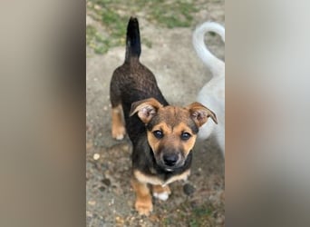 Fröhliches Hundekind Jessie - wurde einfach ausgesetzt