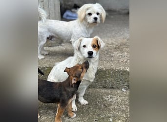 Fröhliches Hundekind Jessie - wurde einfach ausgesetzt