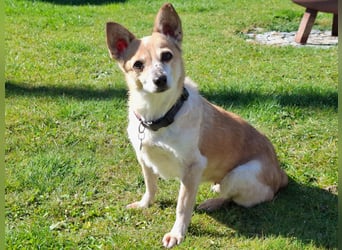 Piccolina sucht ein Zuhause