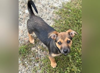 Fröhliches Hundekind Jessie - wurde einfach ausgesetzt