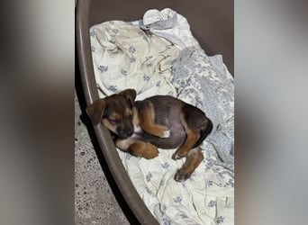 Fröhliches Hundekind Jessie - wurde einfach ausgesetzt