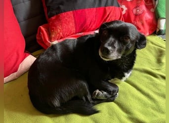 GLINDA - bezaubernde, kleine Hündin sucht Kuschelpartner