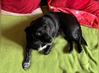 GLINDA - bezaubernde, kleine Hündin sucht Kuschelpartner