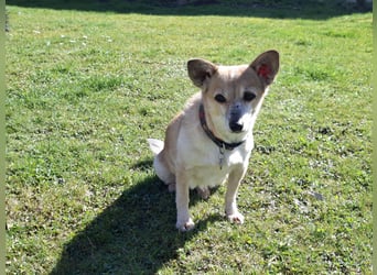 Piccolina sucht ein Zuhause