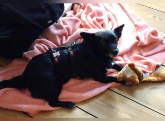 GLINDA - bezaubernde, kleine Hündin sucht Kuschelpartner