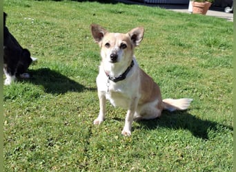 Piccolina sucht ein Zuhause