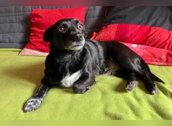 GLINDA - bezaubernde, kleine Hündin sucht Kuschelpartner