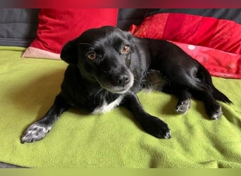 GLINDA - bezaubernde, kleine Hündin sucht Kuschelpartner